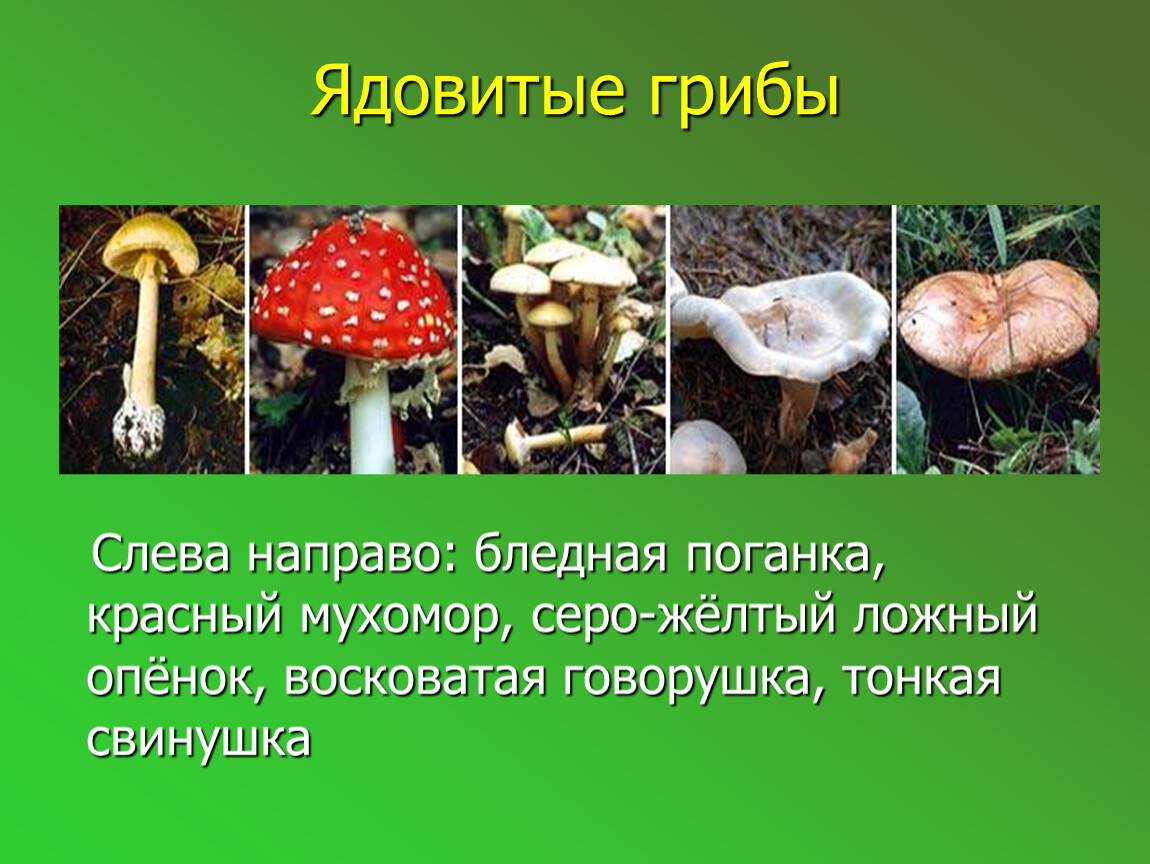 Науку о грибах называют. Несъедобные Шляпочные грибы 5 класс. Шляпочные грибы ядовитые поганка. Ядовитые Шляпочные грибы 5 класс биология. Ложный мухомор.