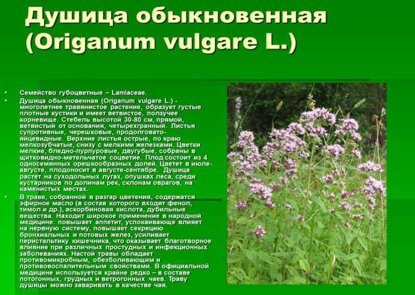 Лекарственные растения Крыма