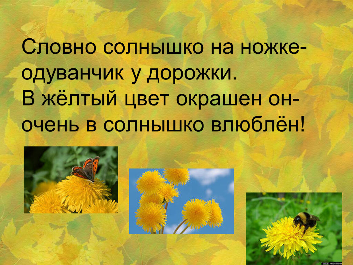 Одуванчик у дорожки в пышной шапке падежи. Словарное слово одуванчик в картинках. Словарное слово одуванчик. Одуванчики цветы словно солнышко желты. Дорожка одуванчиков.