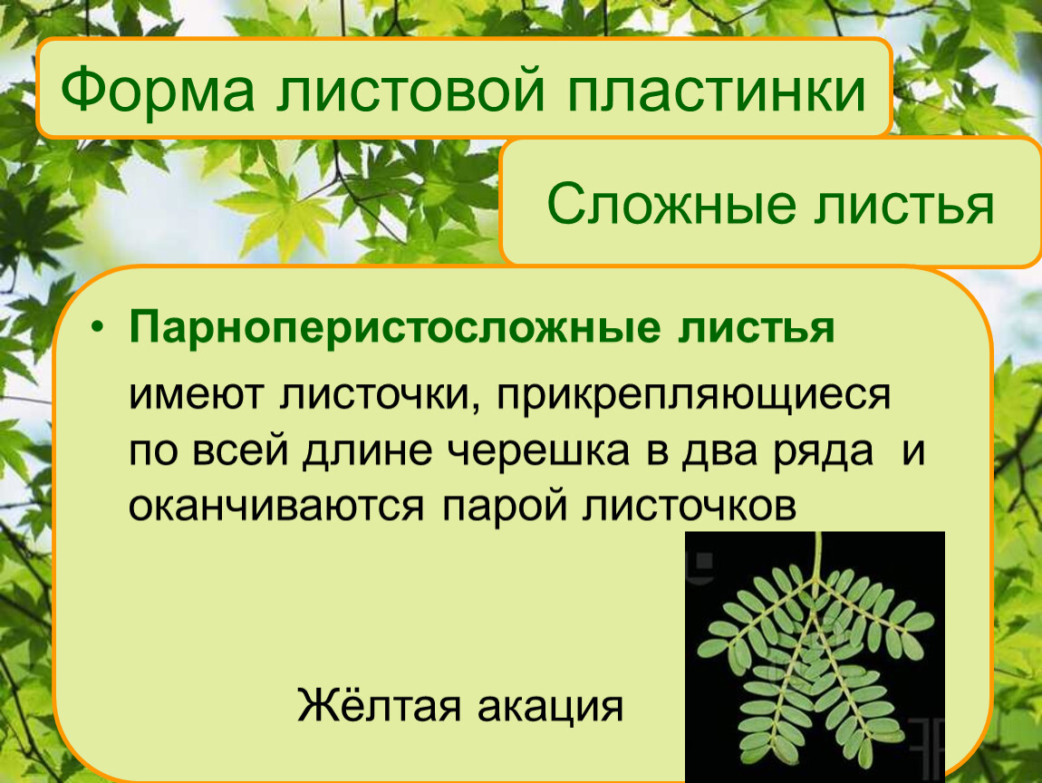 Какое значение имеют листья. Форма листовой пластинки у петрушки. Парноперистосложные листья. Сложный лист состоит из. Сложные листья у каких растений.