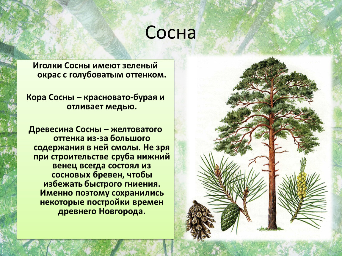 Почему хвойные. Деревья Урала по распространенности. Сертификат хвоя сосна. Хвоя сосны - сколько лет держится на деревьях.