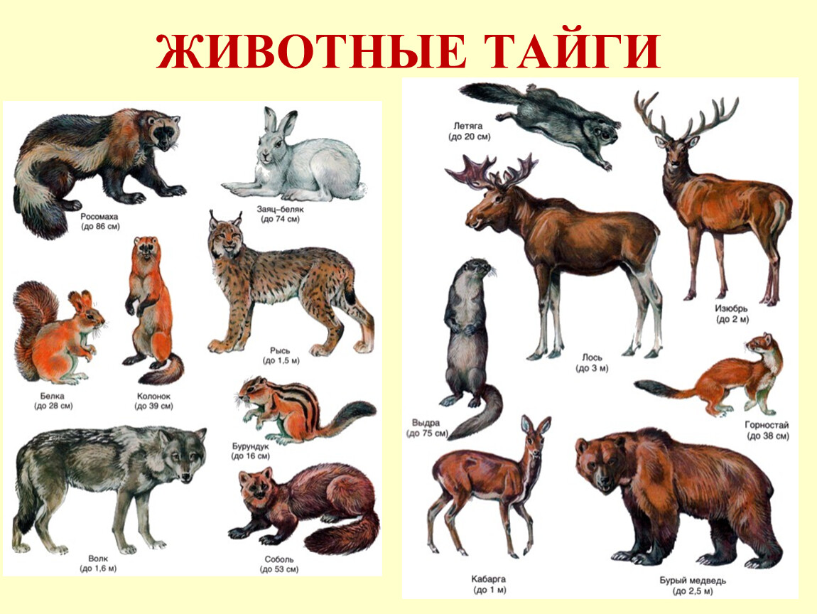 Назовите известных вам животных. Животные тайги. Животный мир тайги. Название диких животных. Животные России для детей.
