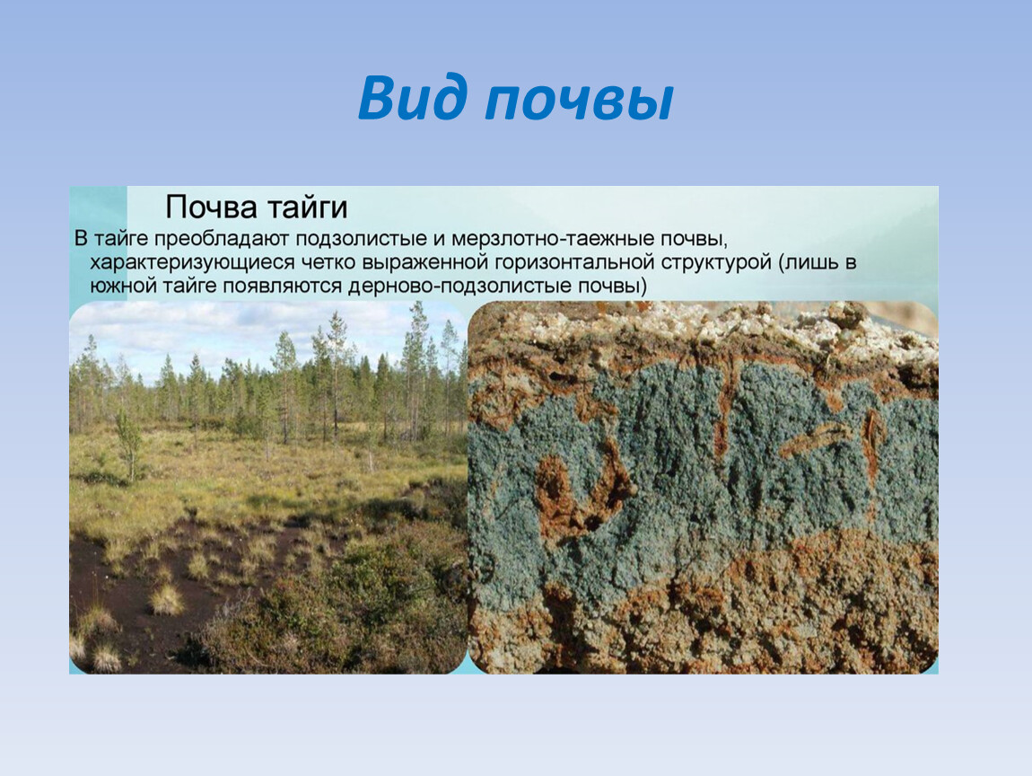 В какой природной зоне почвы сильно заболочены. Мерзлотно-Таежные почвы тайги. Подзолистые почвы тайги. Подзолистые почвы тайги Северной Америки. Тип почвы в тайге России.