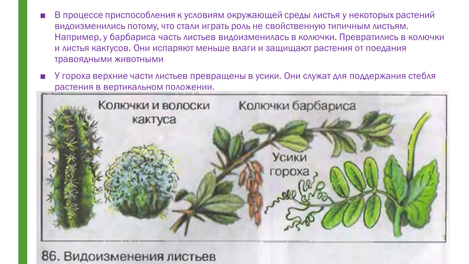 Видоизмененные листья кактуса и барбариса