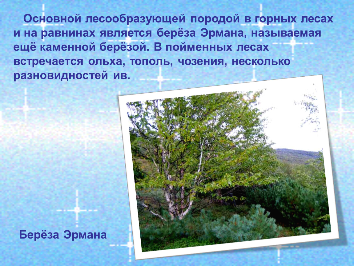 Главные лесообразующие породы России. Назвать основные лесообразующие породы. Лес, в котором главной лесообразующей породой является берёза.. Основные лесообразующие породы