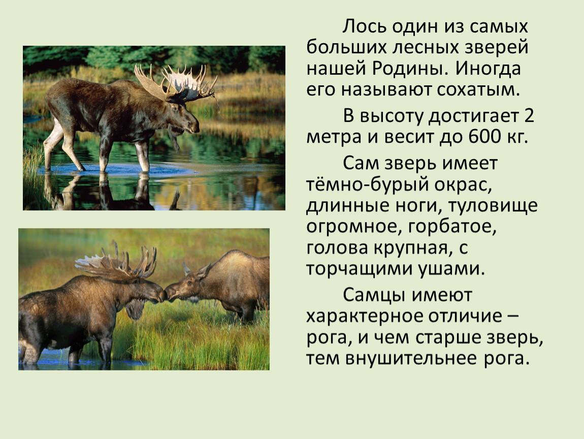 Сочинение лоси 2 класс. Рассказ про лося для 2 класса. Загадка про лося 2 класс. Сочинение лоси. Рассказ про лося для 2 класса окружающий мир.