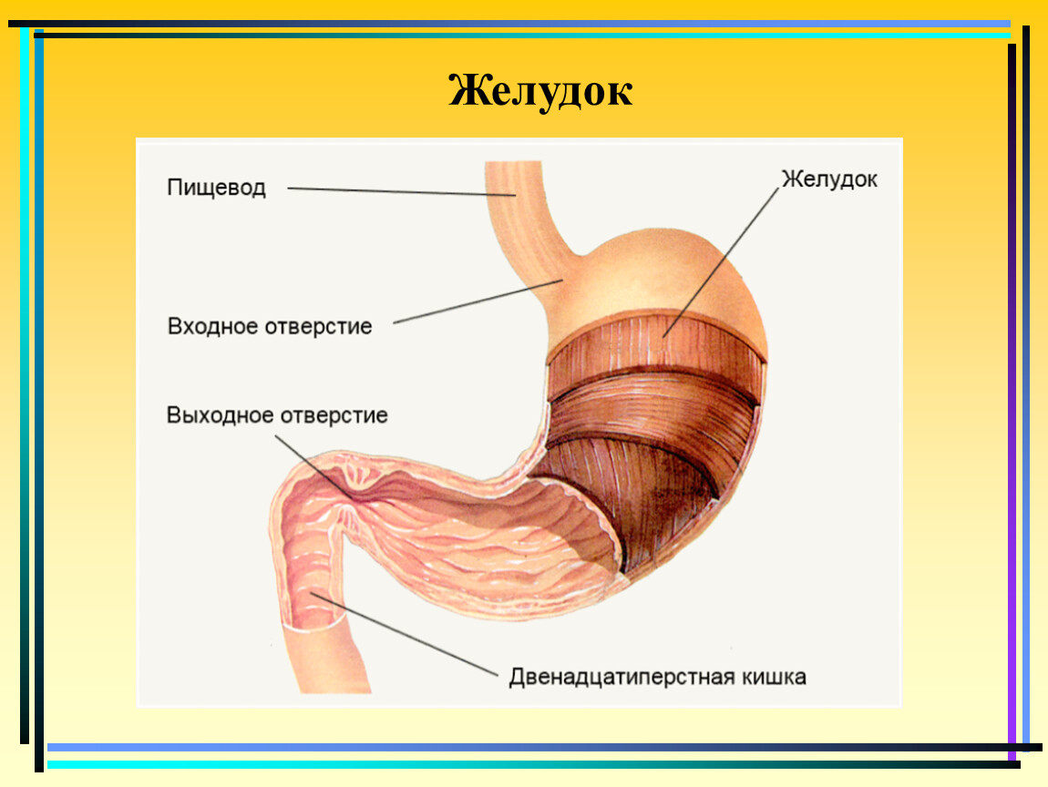 Строение желудка биология. Желудок строение и функции анатомия. Строение желудка человека анатомия схема. Желудок человека строение рисунок. Анатомические структуры желудка.