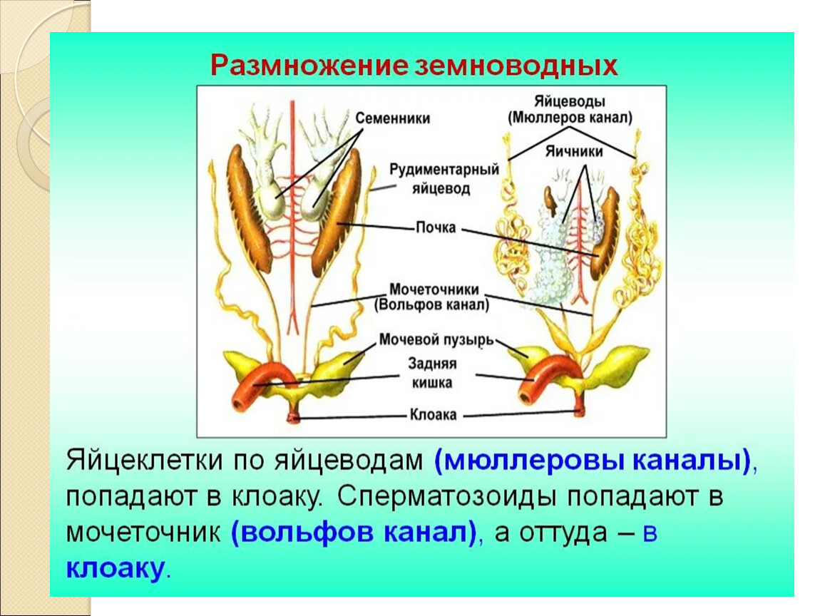 Органы размножения 8 класс биология. Система размножения лягушек. Системы органов амфибий. Земноводные строение половой системы. Половая система амфибий таблица.