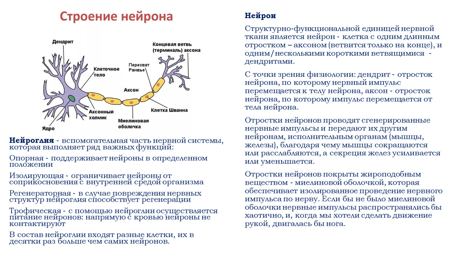 Дендрит короткий и сильно ветвится