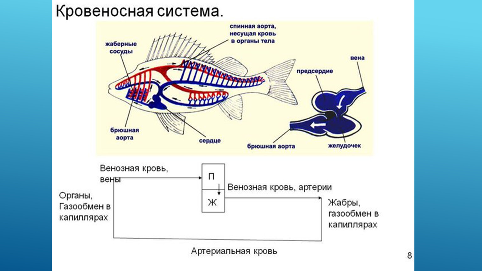 Пищеварительная и дыхательная система рыб
