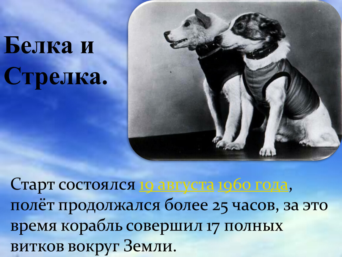 Стрелка 19. Белка и стрелка 1960. Белка и стрелка полетели в космос 1960 году. 12 Апреля белка и стрелка. 19 Августа 1960 года.