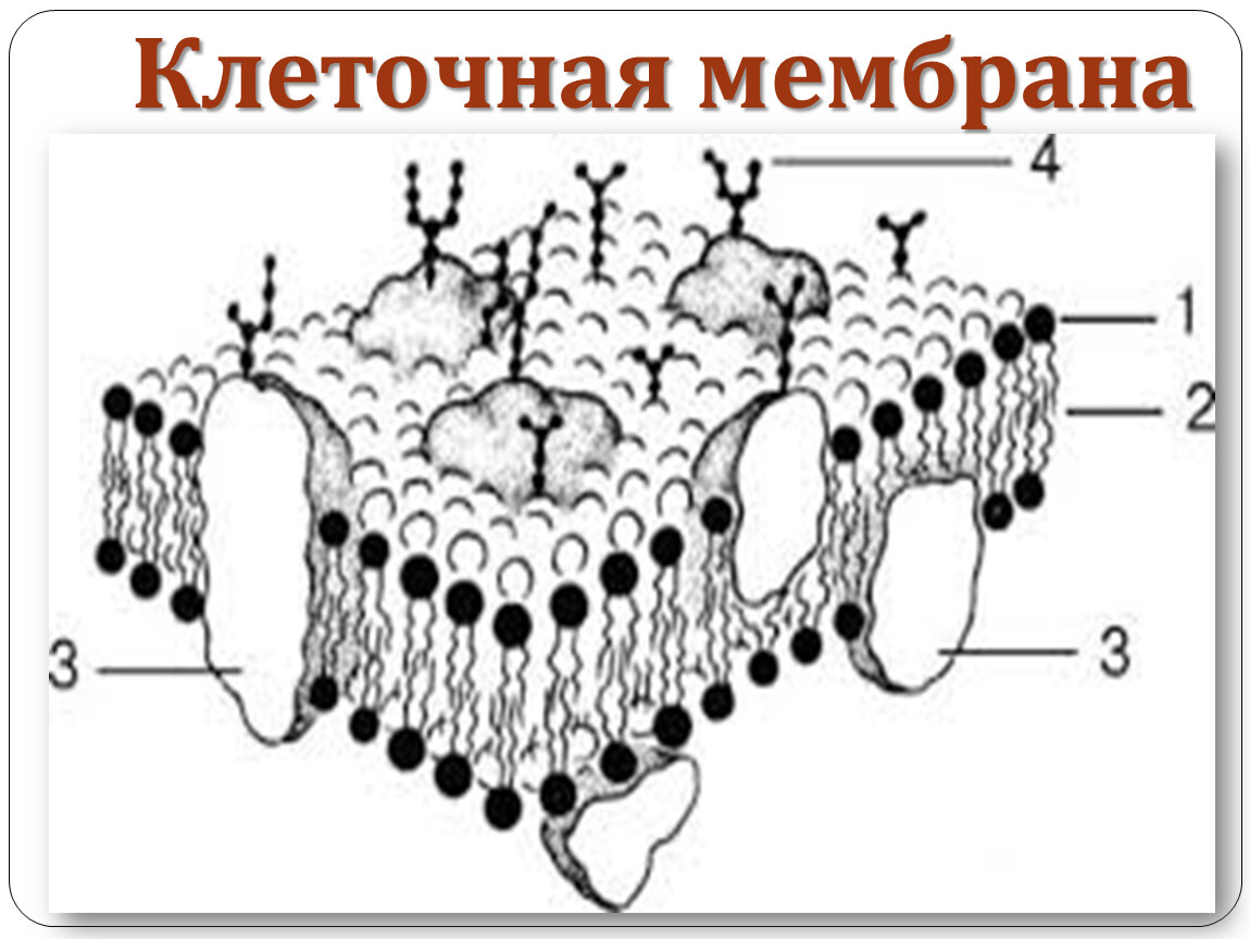 Клеточная мембрана рисунок