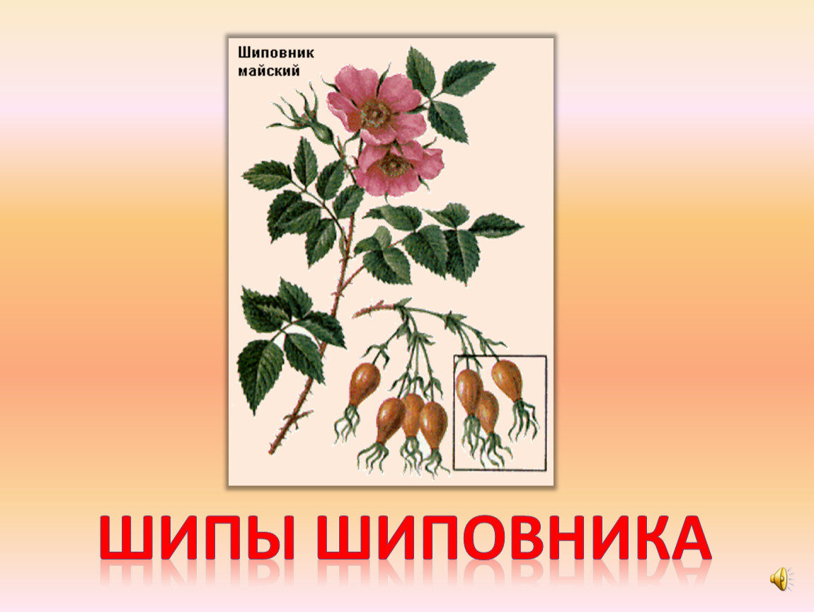 Строение шиповника. Стебель шиповника. Характер стебля шиповника. Стебель шиповника коричного.