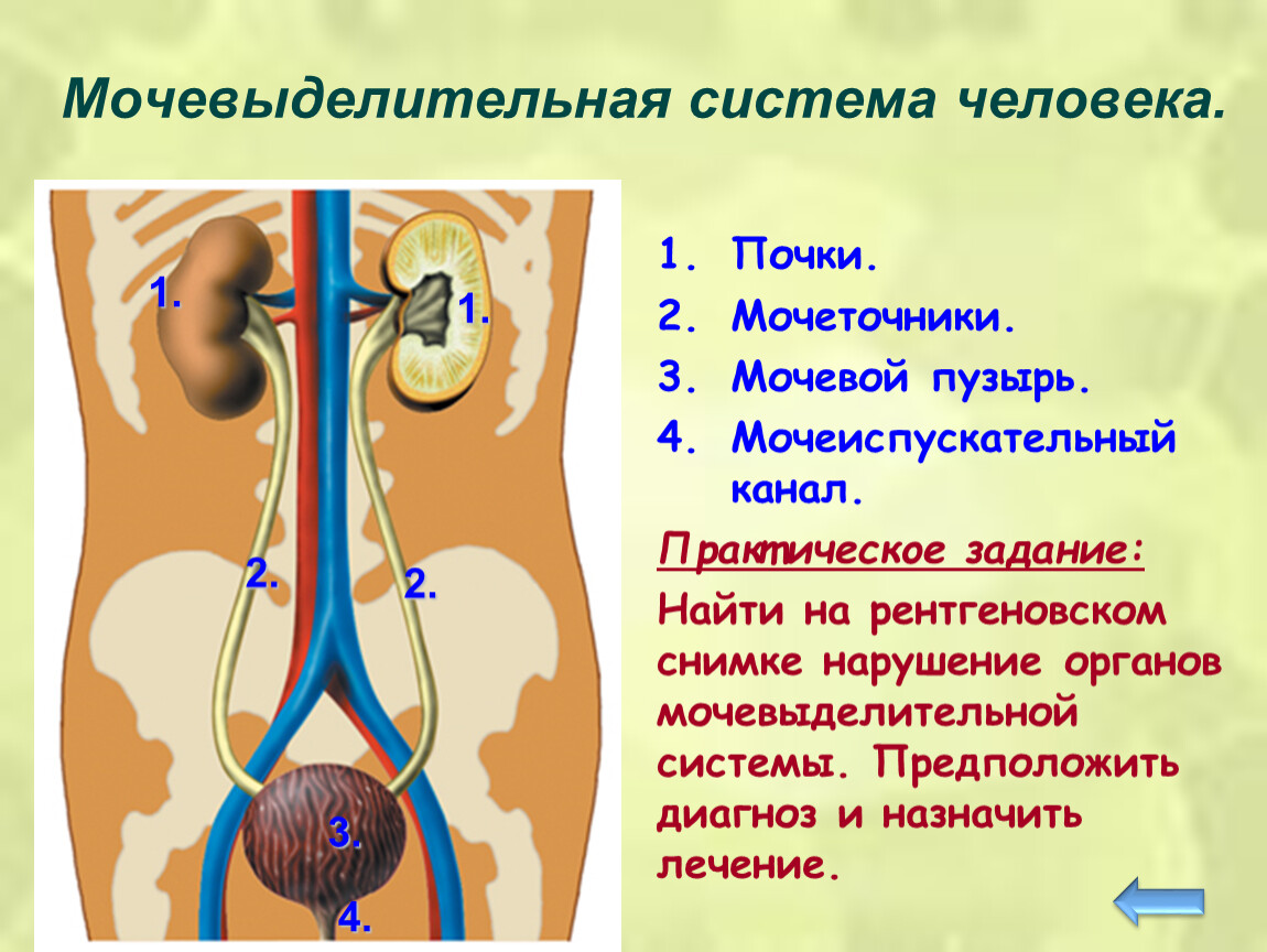 Основной орган мочевыделительной системы человека. Мочевыделительная система анатомия человека схема. Строение мочевыделительной системы. Мочевыделительная сис. Почки и мочевыделительная система.