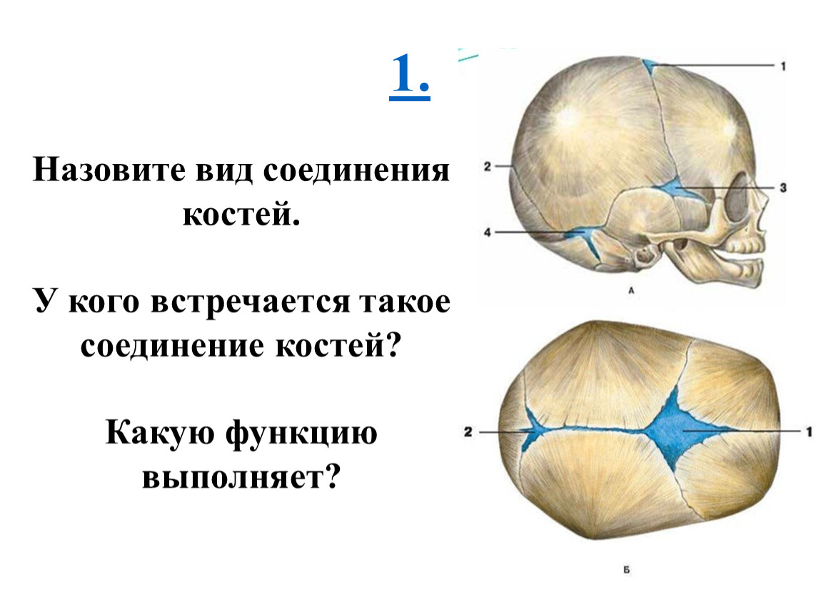 Виды соединения костей черепа