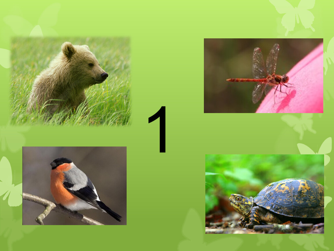 Презентация к уроку биологии "Организмы как среда обитания" 5 класс ФОП