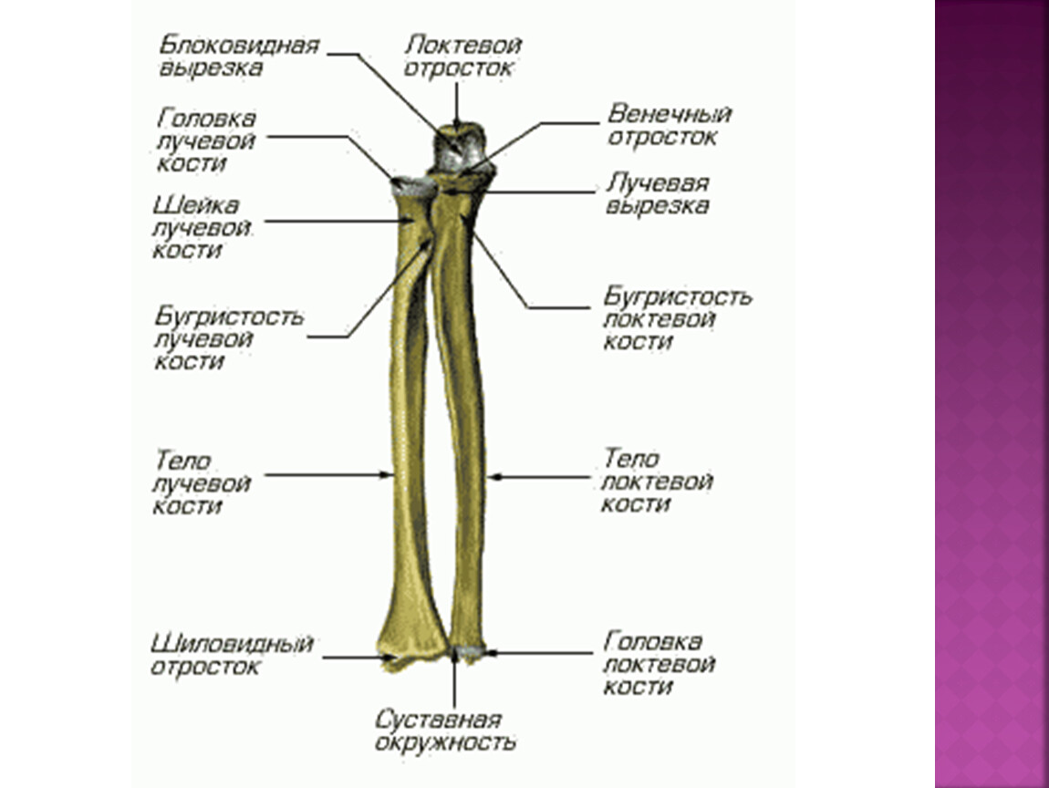 Схема лучевая кость