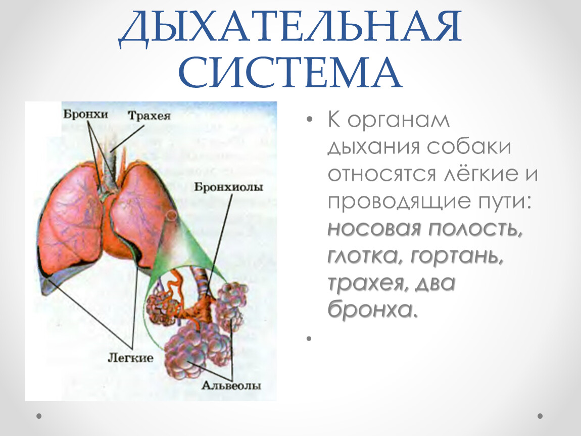 Дыхание у кошек