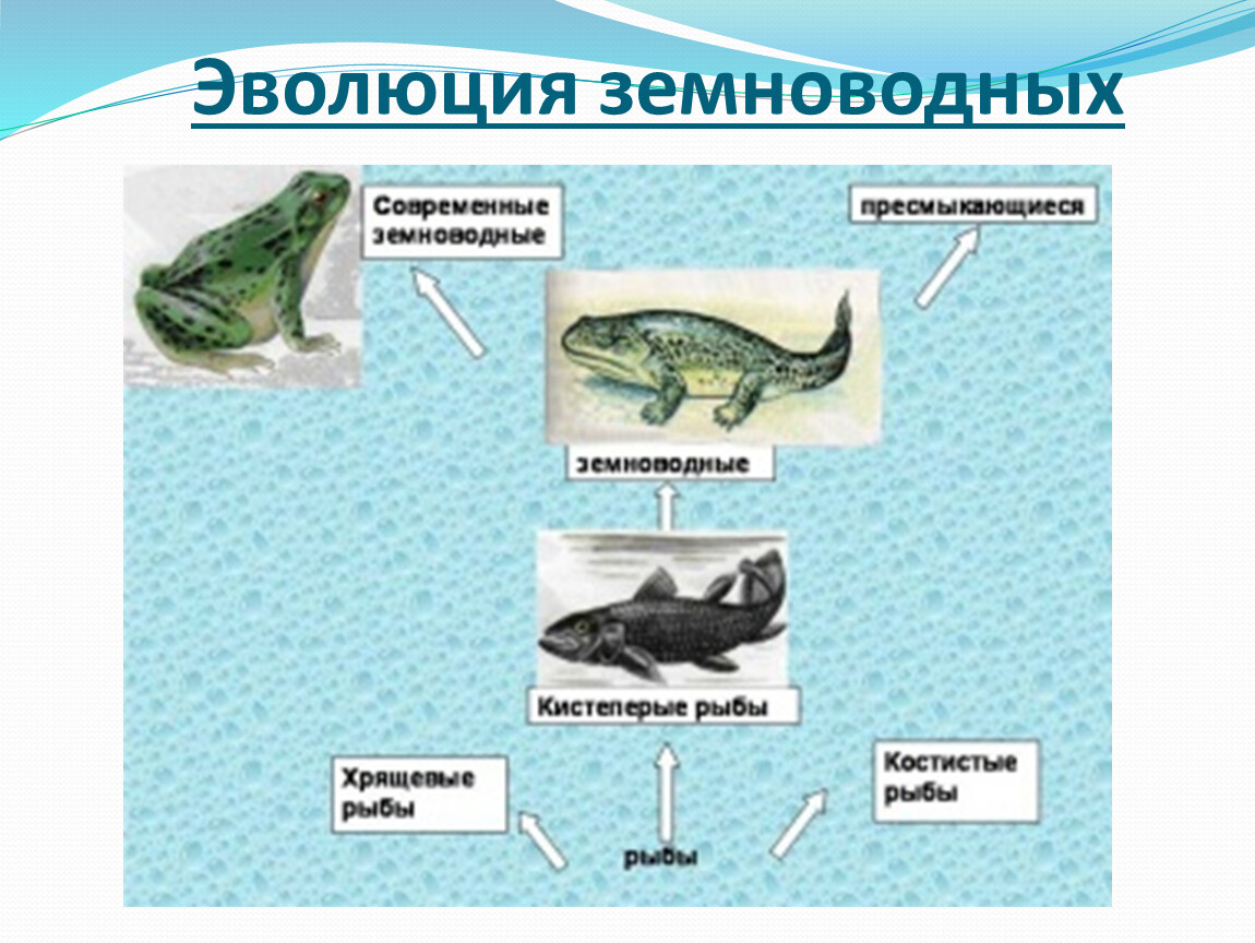 Эволюция 7 класс презентация