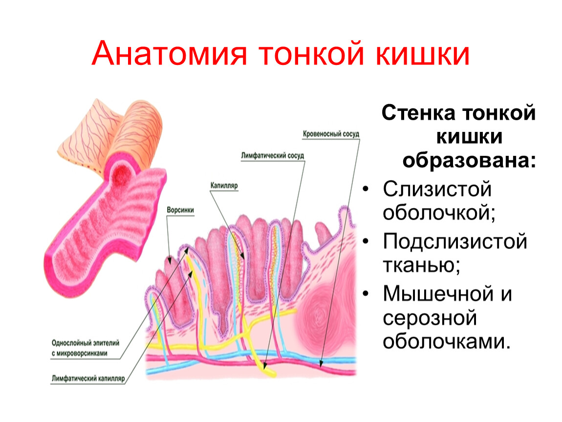 Тонкий кишечник особенности функции. Тонкая кишка анатомия строение. Анатомические структуры тонкого кишечника. Строение стенки тощей кишки. Внутреннее строение тонкого кишечника человека.