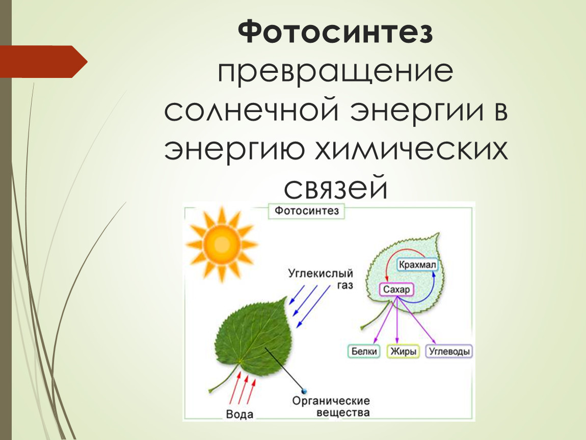 Значение фотосинтеза для растений 5 класс