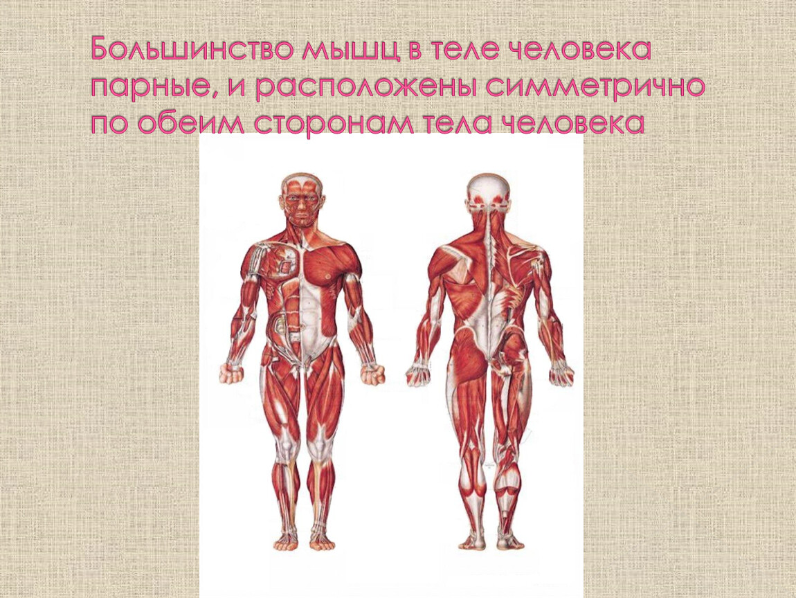 Стороны туловища. Мышцы туловища расположение в организме. Самая короткая мышца в теле человека. Функциональное состояние мышц туловища человека. Самые маленькие мышцы организма человека.