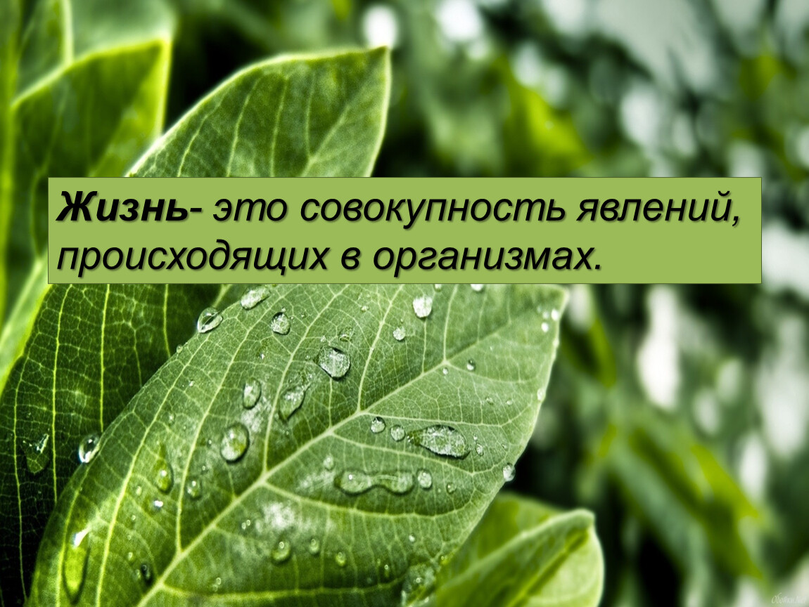 Жизнедеятельность организмов биология 5. Жизнедеятельность клетки. Процессы жизнедеятельности живых организмов 6 класс. Жизнь это совокупность явлений. Жизнедеятельность организмов 5 класс биология.