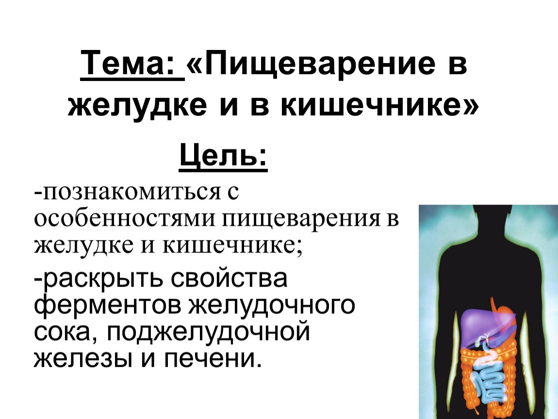 Пищеварение в желудке и кишечнике презентация 8 класс