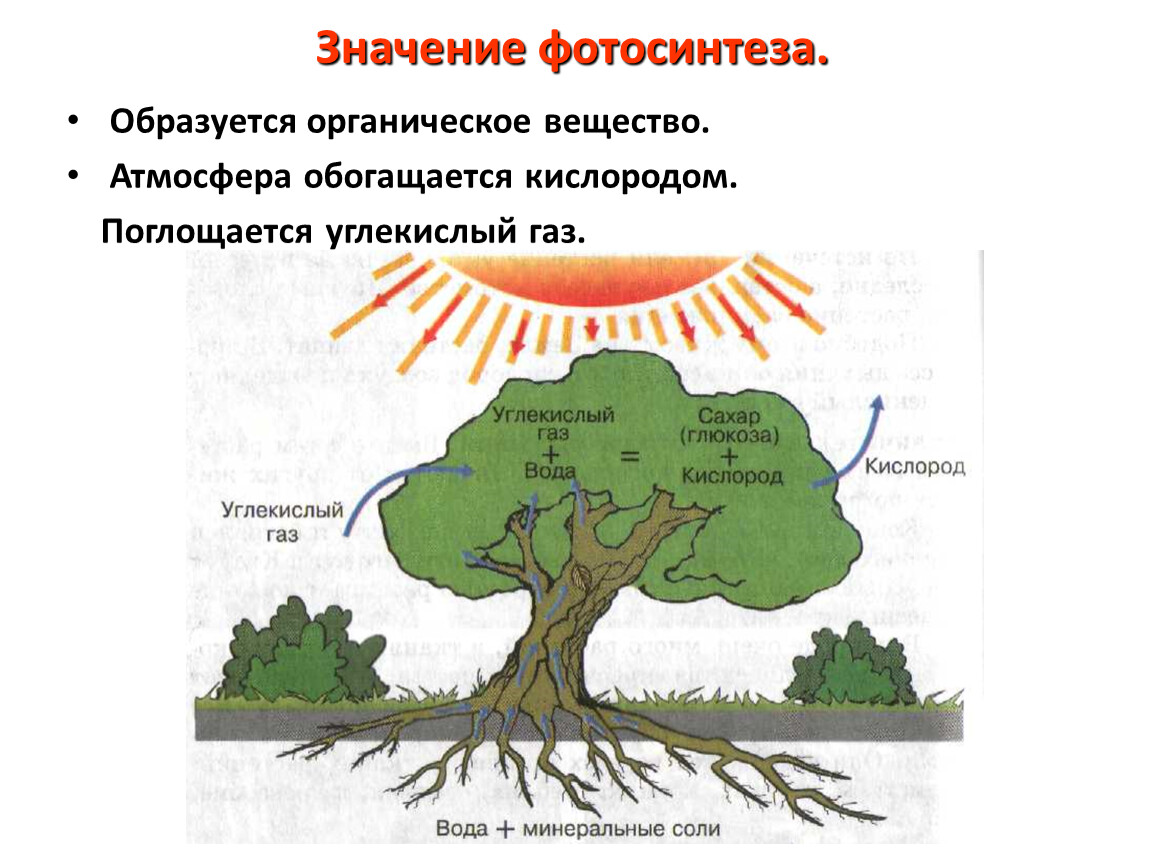 Выделяют в воздух кислород. Фотосинтез листа схема. Процесс фотосинтеза у деревьев. Схема фотосинтеза у растений. Фотосинтез дерева схема.