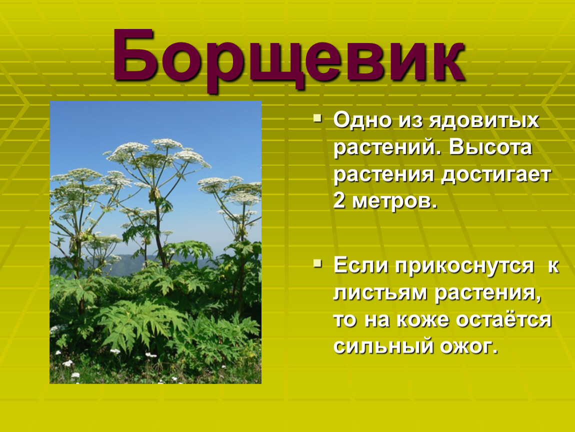 Дополнительная информация о растениях