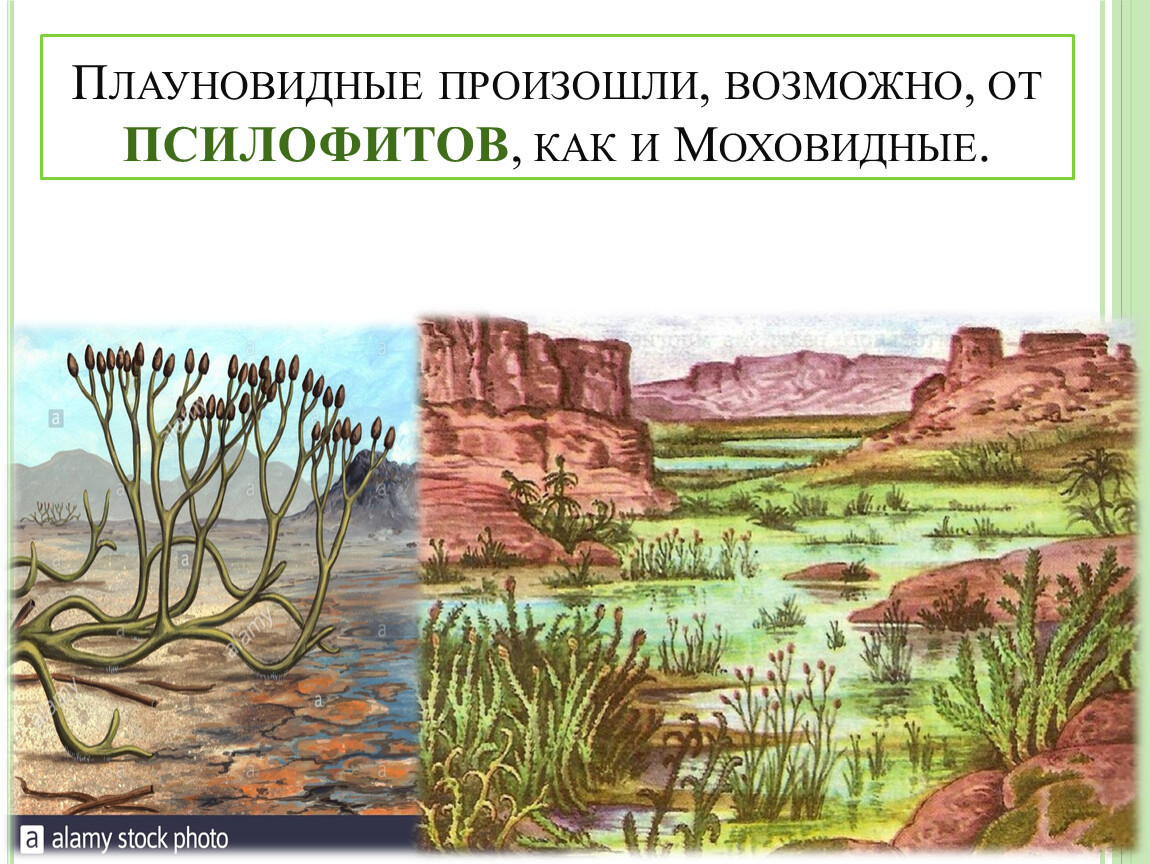 Плауновидные девонского периода. Отдел Плауновидные древние. Древообразные Плауновидные. Ископаемые Плауновидные.