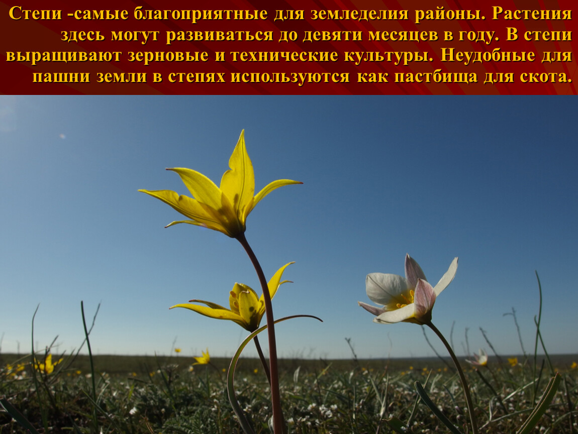 Степи -самые благоприятные для земледелия районы