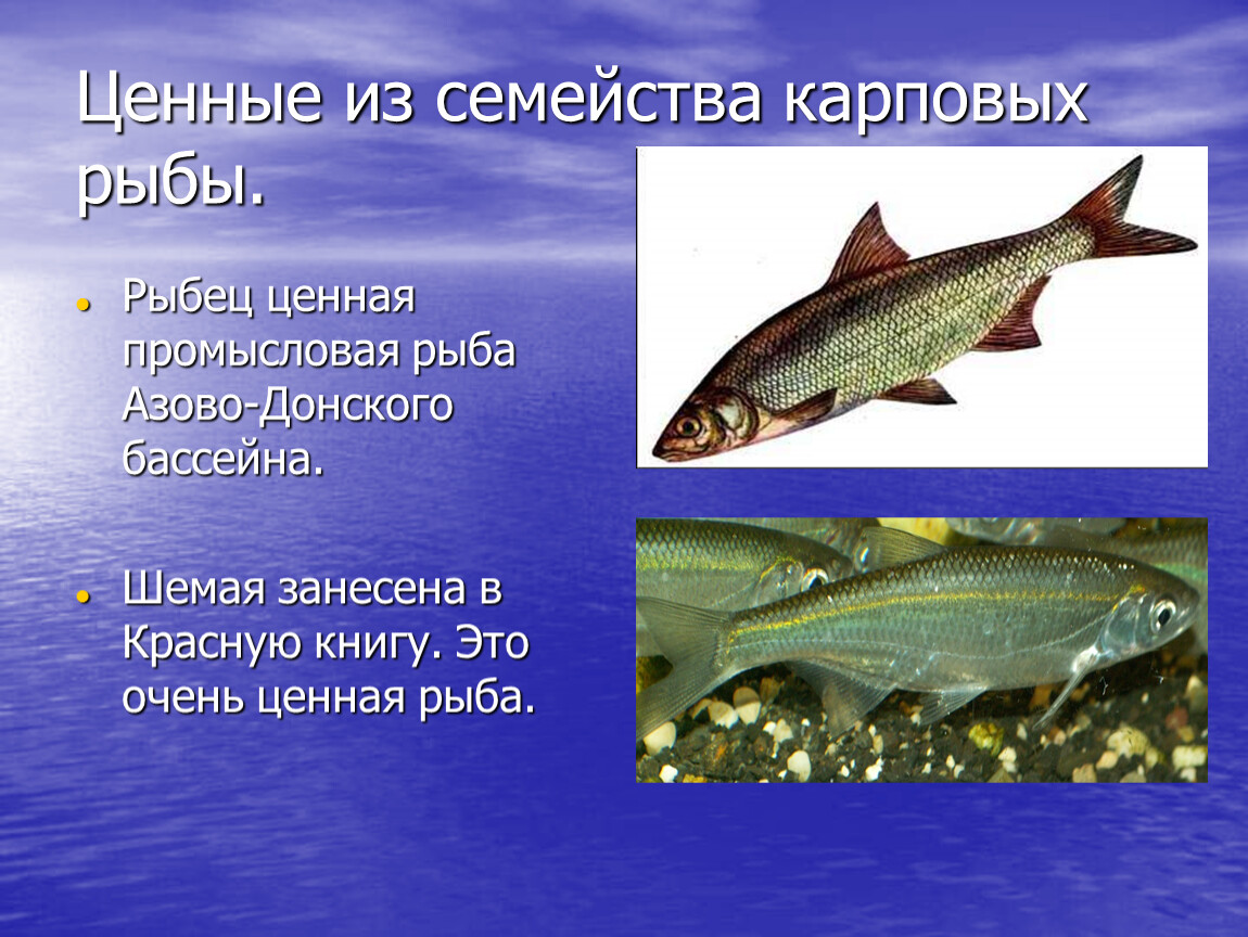 Семейство карповых сканворд. Семейства рыб. Семейство карповых рыб. Семейство карповых рыб список. Рыба из карповых.