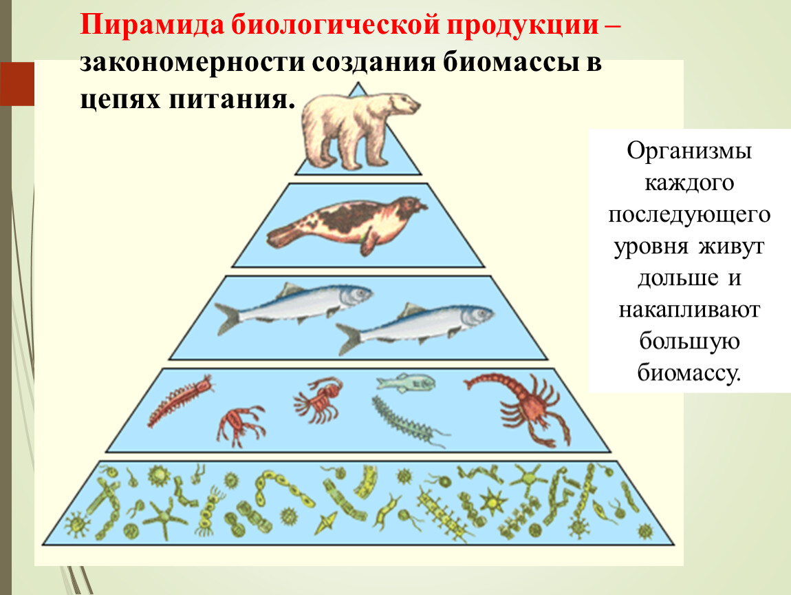 Почему пирамиды численности и биомассы