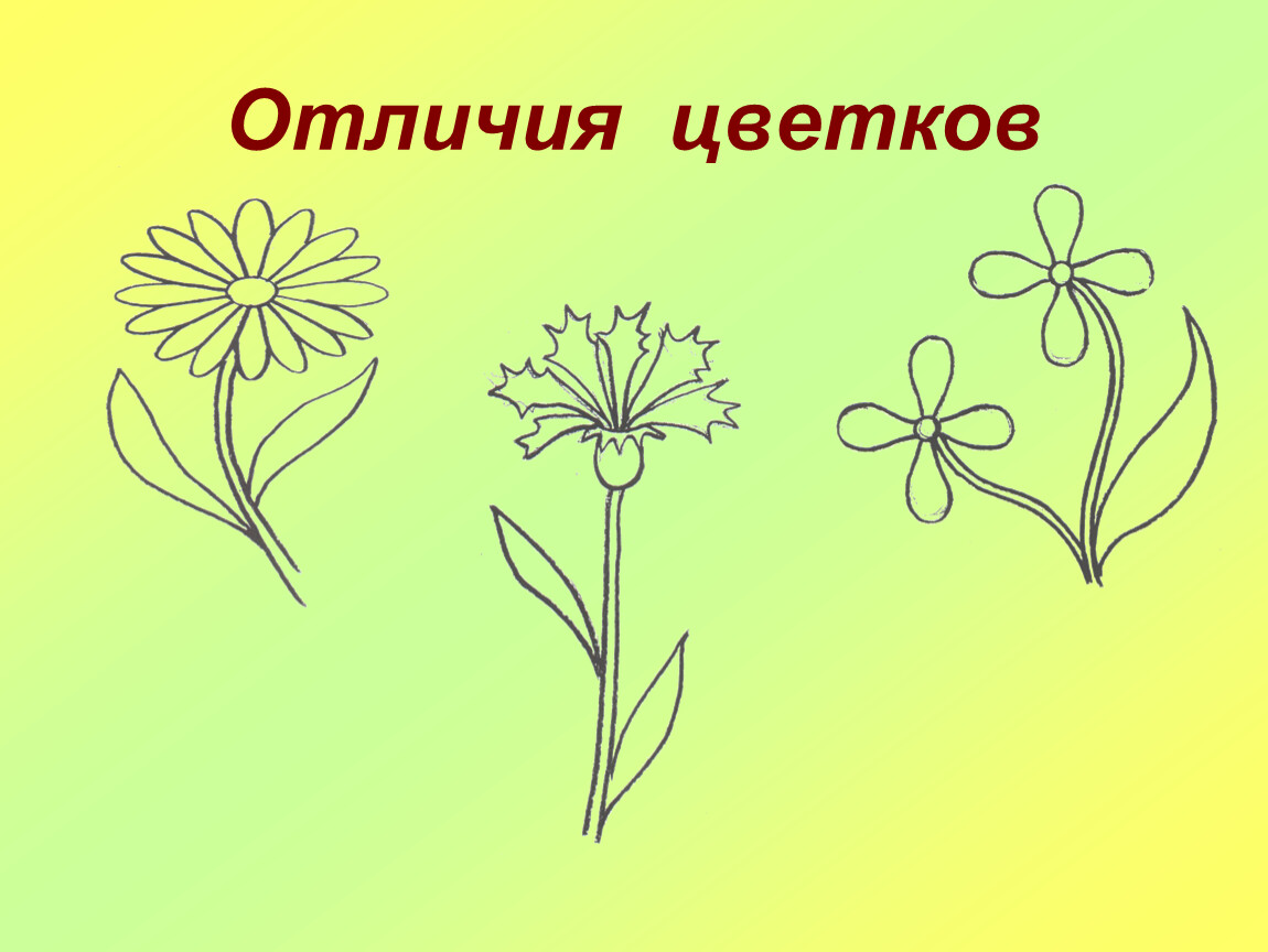 Цветок 1 класс. Урок изо 1 класс цветы. Рисование цветов 1 класс презентация. Цветы 1 класс изо презентация. Изо 1 класс рисунки цветы.