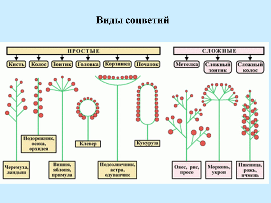 Схема типов соцветий 6 класс биология