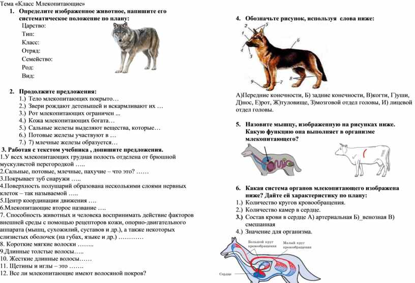 Классификация млекопитающих 7 класс биология. Строение кожи млекопитающего биология 7 класс. Строение млекопитающих 7 класс. Покров млекопитающих биология 7 класс.