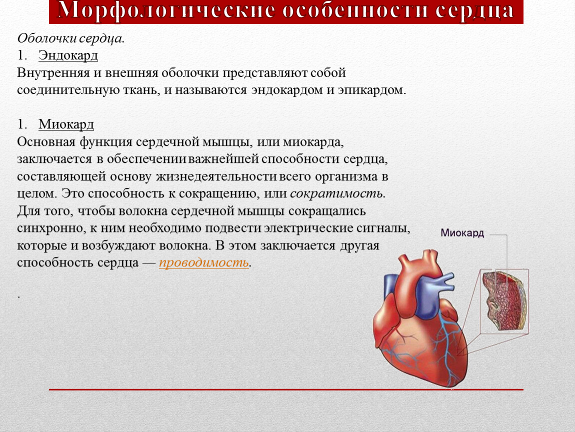 Оболочки сердца. Функции оболочек сердца. Производные эндокарда сердца. Функции эндокарда сердца. Воспаление наружной оболочки сердца.