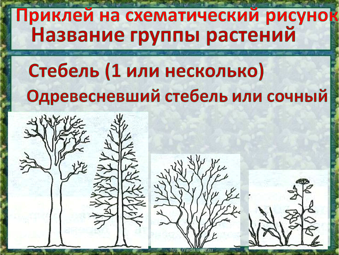 Рисунок кустарника 2. Название групп растений. Нарисуй схематически дерево кустарник травянистое. Нарисуй схематически дерево кустарник. Схематически группа растений.