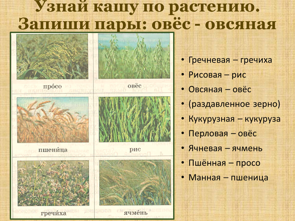 Каша кормилица наша презентация по родному языку 2 класс