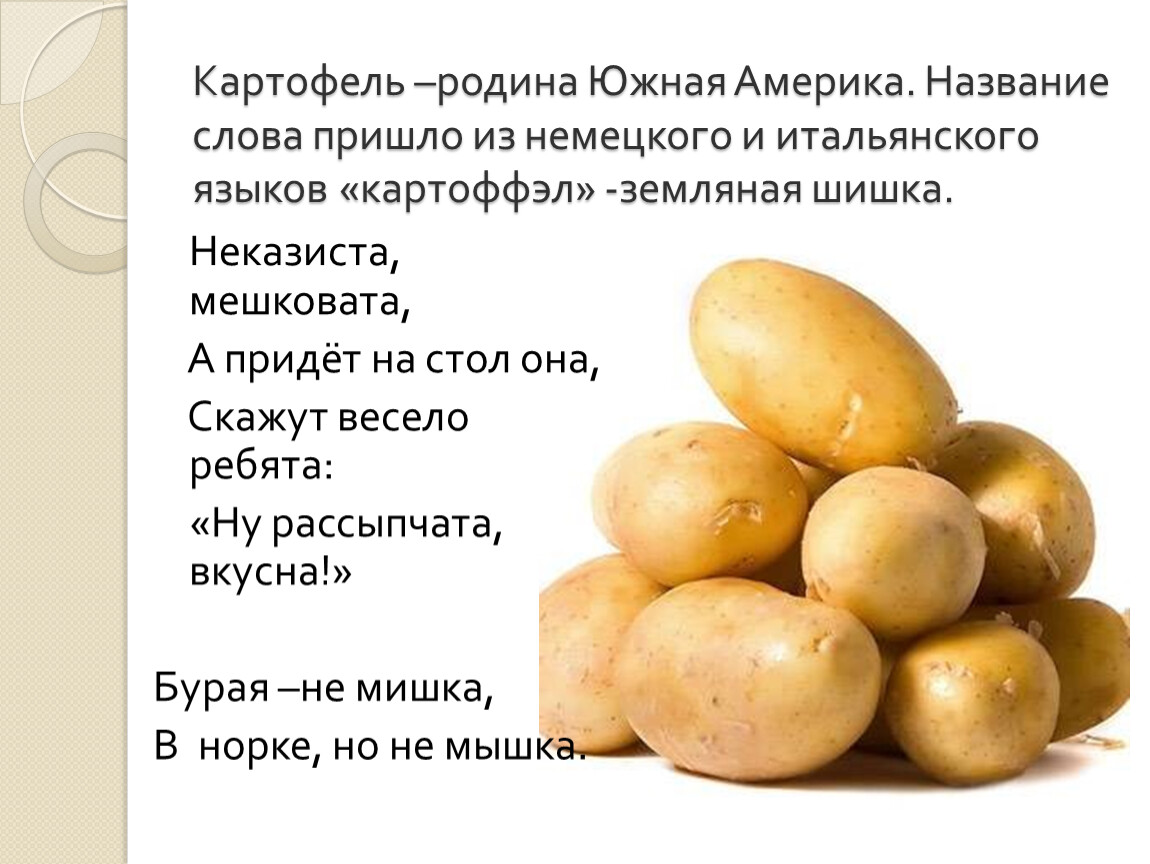 Картошка овощ или фрукт. Клубень картофеля. Картофельный клубень. Картошка это овощ или фрукт. Картошка это ягода или овощ.