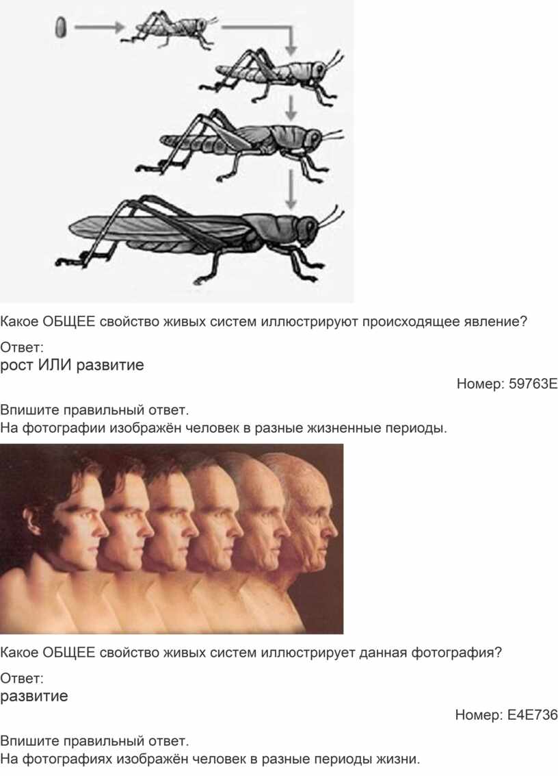 Какое ОБЩЕЕ свойство живых систем иллюстрируют происходящее явление?