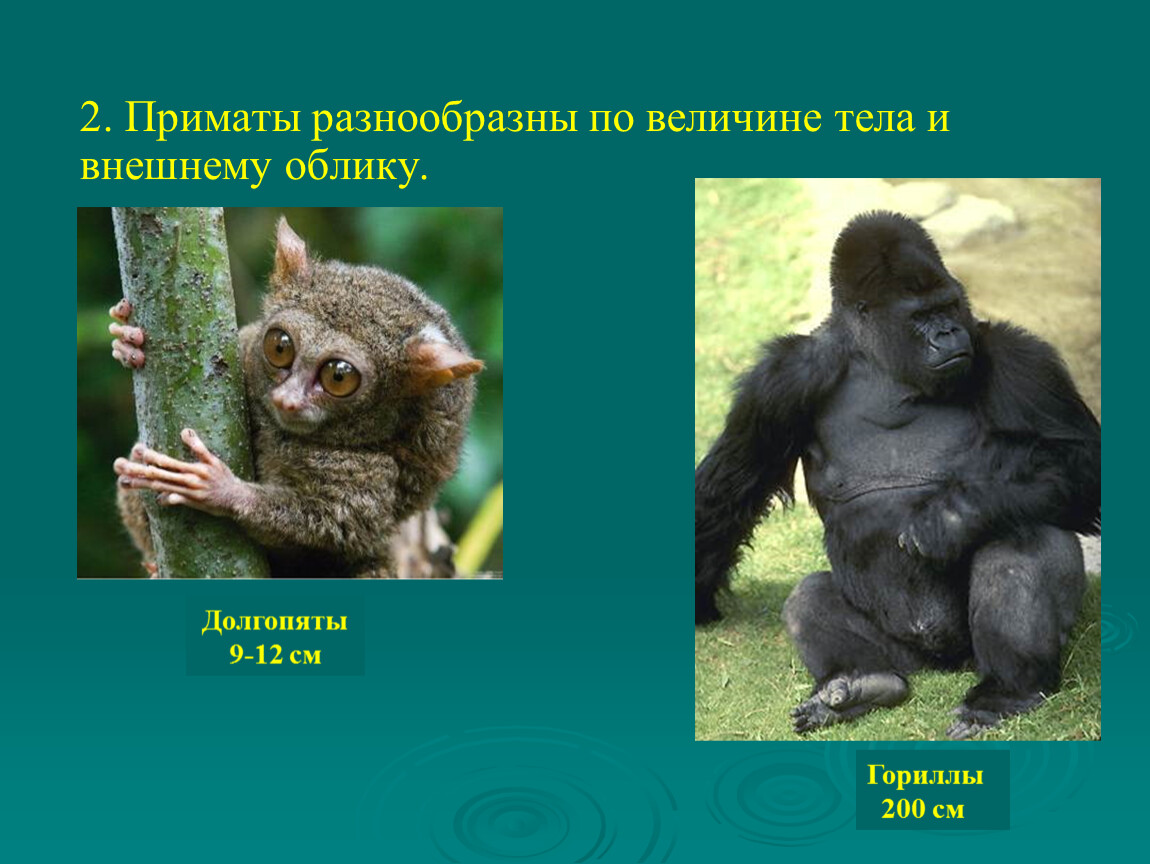 Общие черты приматов. Отряд приматы. Приматы это в биологии. Обезьяны биология. Приматы млекопитающие представители.