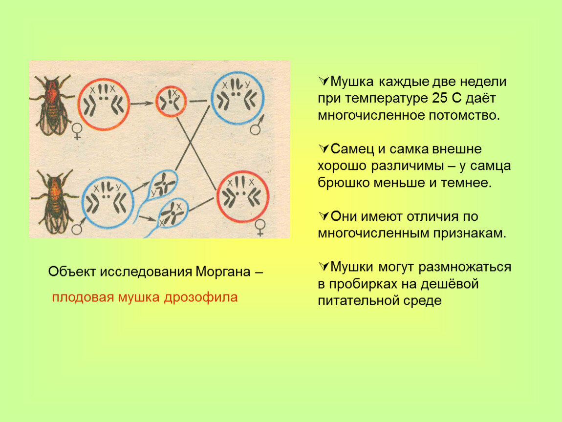 Биология хромосомная теория. Теория Томаса Моргана генетика. Теории наследственности т. Моргана. Хромосомная теория наследственности Моргана. Положения хромосомной теории наследственности Томаса Моргана.