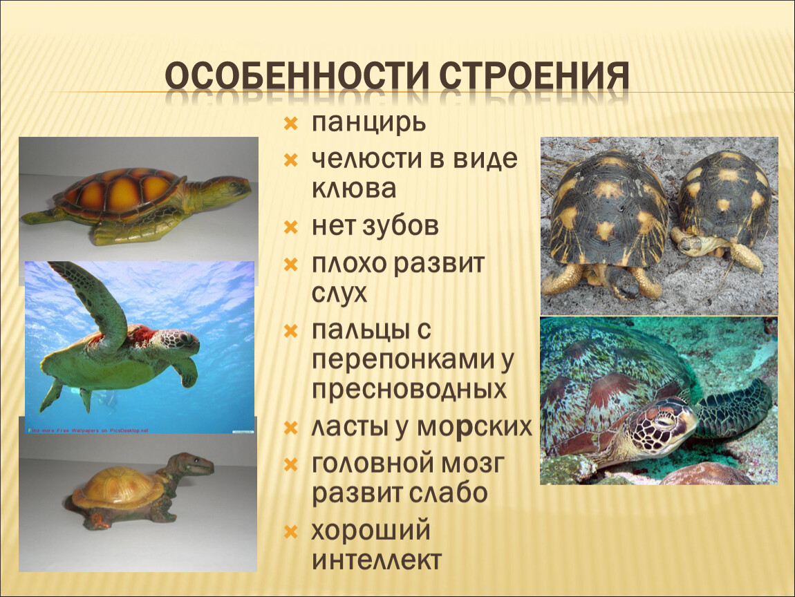 Отряды пресмыкающихся черепахи
