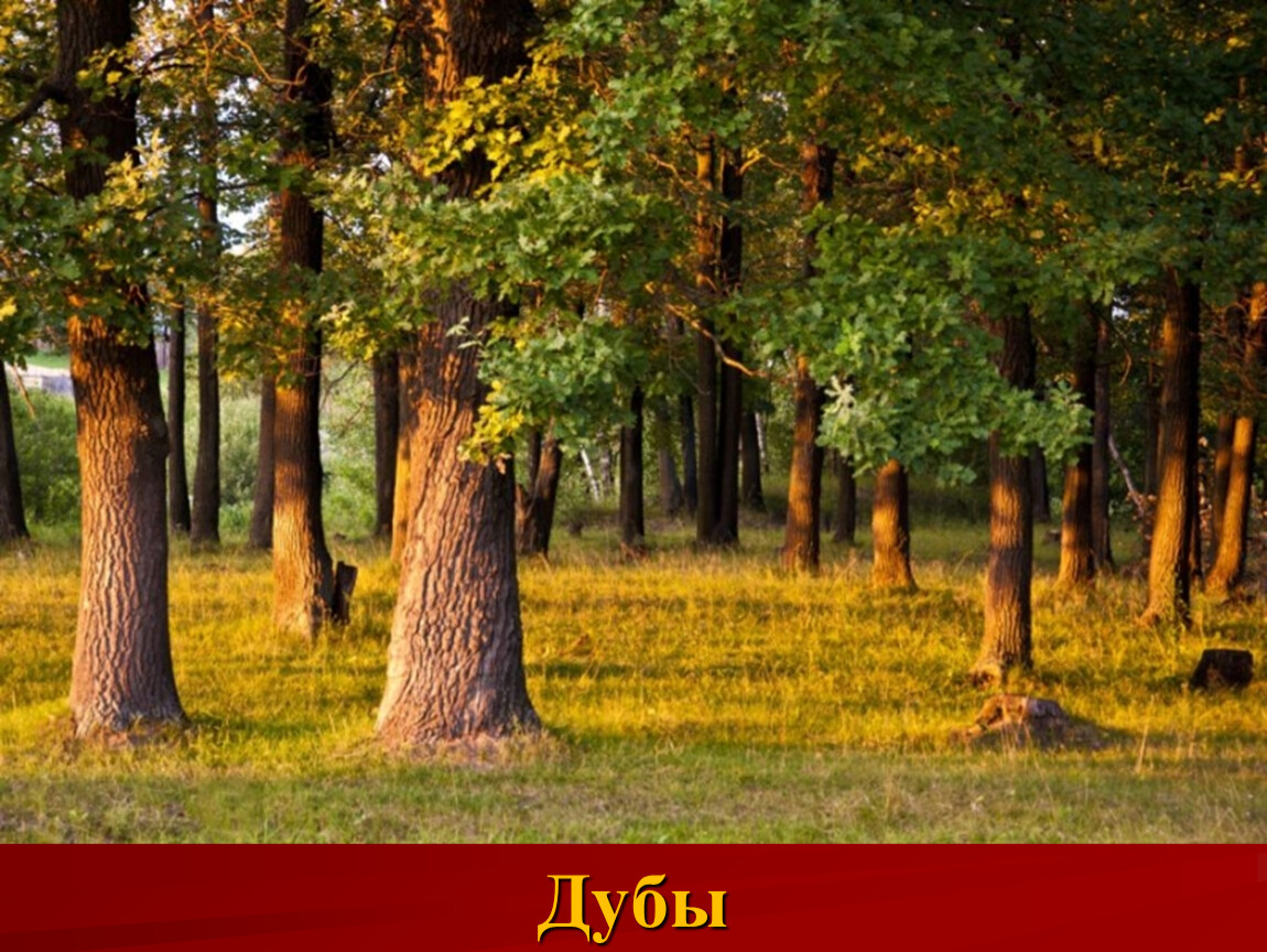 Какие леса в природе. Широколиственный лес Дубрава. Дубрава Беларусь .лес. Реликтовые Дубравы. Деревья Дубрава дуб Дубрава.