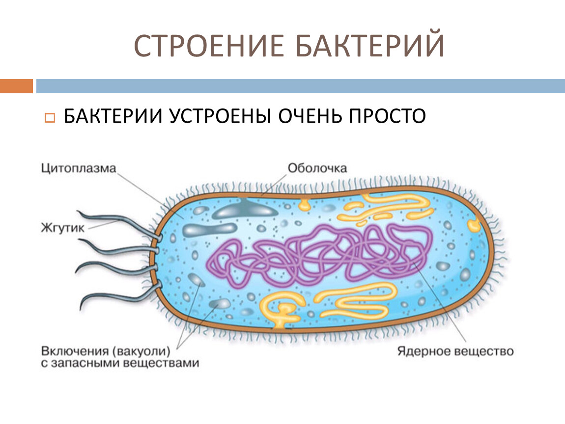 Особенности клетки бактерии 5 класс. Строение бактериальной клетки 5 класс биология. Строение бактериальной клетки 10 класс биология. Основные части бактериальной клетки. Строение бактериальной клетки рисунок.