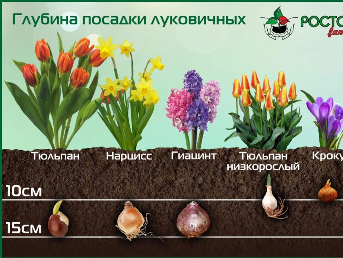 Как вырастить тюльпан из цветка. Тюльпаны+крокусы+нарциссы+гиацинты. Глубина посадки луковичных цветов. Тюльпаны крокусы гиацинты. Схема глубины посадки луковичных.