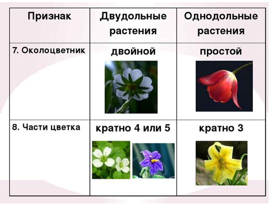 Трехчленный тип строения цветка однодольные или двудольные. Цветок однодольных и двудольных. Цветок трехчленного типа у однодольных или двудольных. Цветки однодольных и двудольных растений. Число частей цветка у однодольных и двудольных.