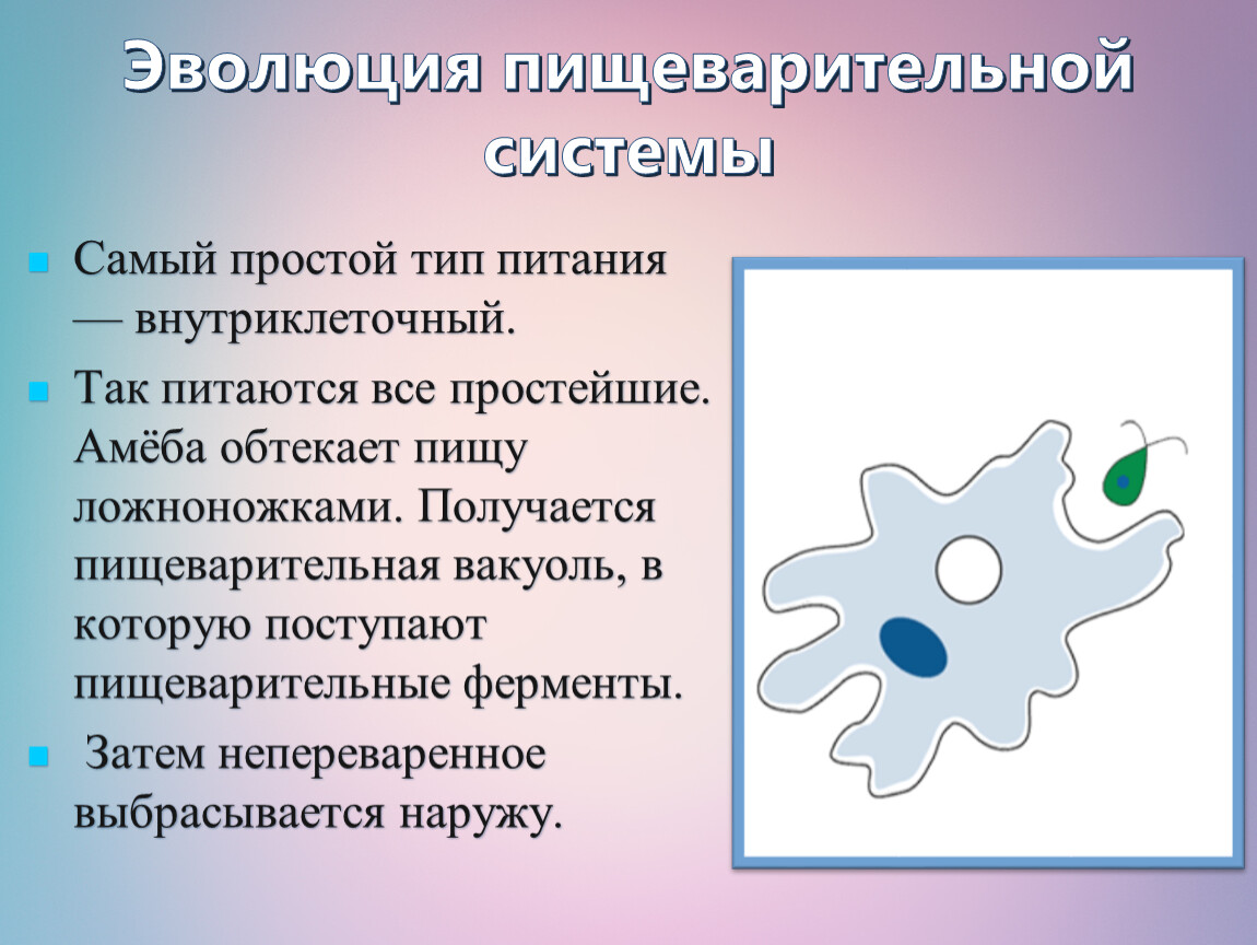 Развитие простейших. Пищеварительная вакуоль амебы. Органы пищеварения одноклеточных животных. Форма тела амебы. Как происходит пищеварение у простейших.